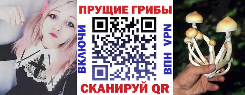 Галлюциногенные грибы Psilocybe наркота Серов